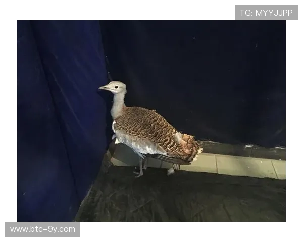 意甲球员参与动物救助，慈善基金会成立